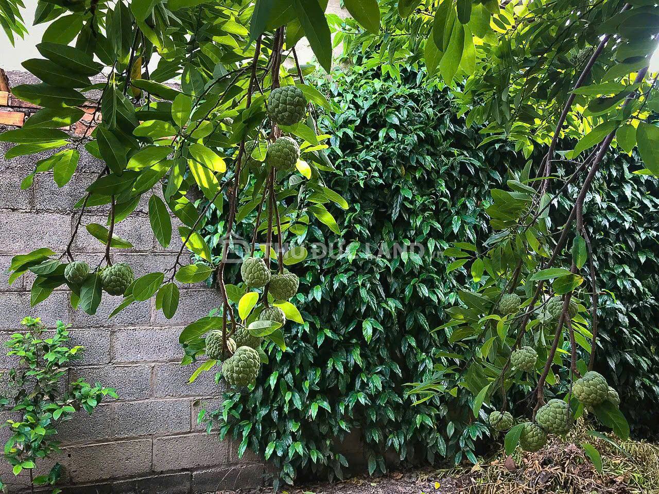 Bán nhà mặt tiền Khổng Tử, Hiệp Phú, DT 184m2 ngang 5.95m, KDC đồng bộ, vỉa hè, tiện ích đầy đủ