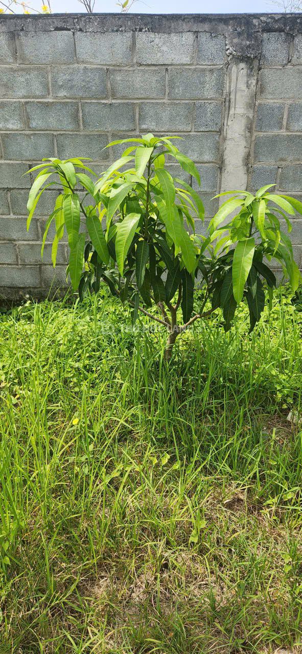 Bán đất hẻm Đình Phong Phú, Tăng Nhơn Phú B, DT 640m2 ngang 17m, đường 6m, sổ hồng riêng - Ảnh 4