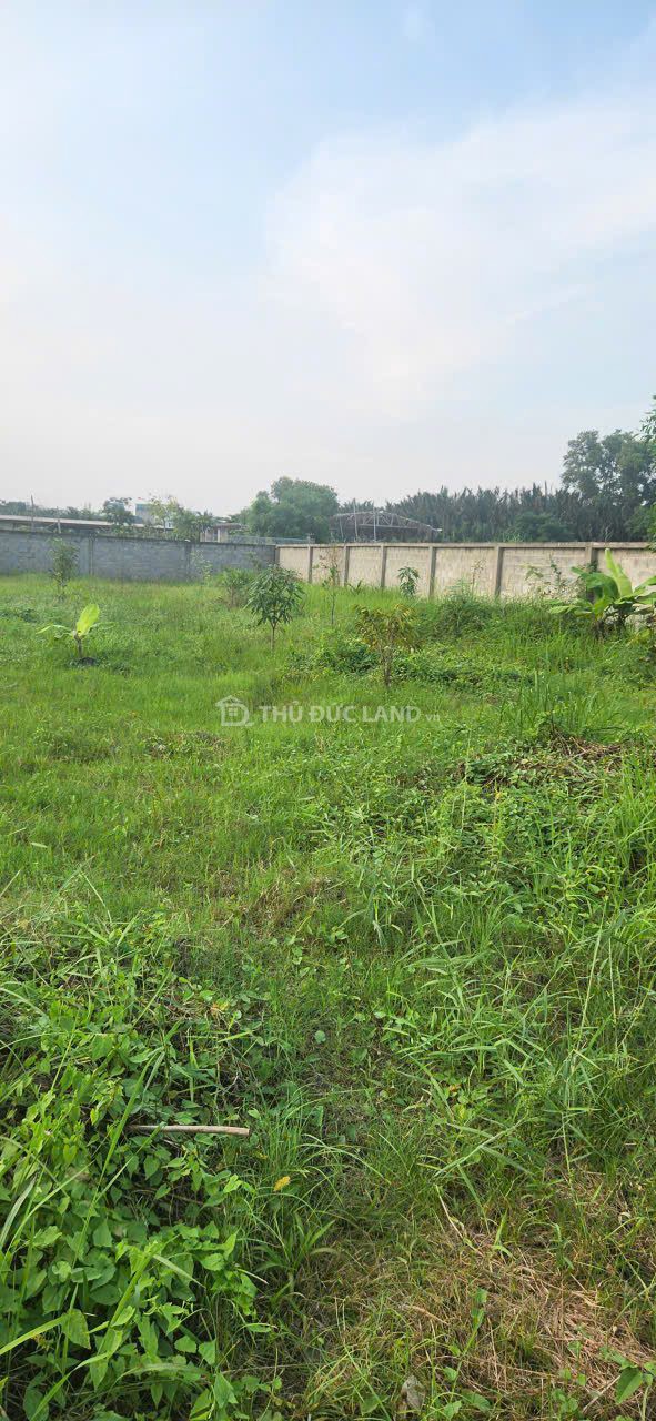 Bán đất hẻm Đình Phong Phú, Tăng Nhơn Phú B, DT 640m2 ngang 17m, đường 6m, sổ hồng riêng - Ảnh 6